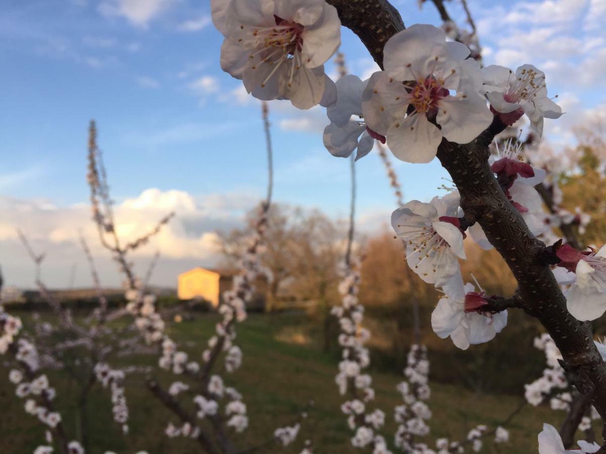 Agriturismo Pieve de Pitti Terricciola Esterno foto